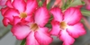 Your Go-To Guide For Growing & Maintaining Adenium Plants 